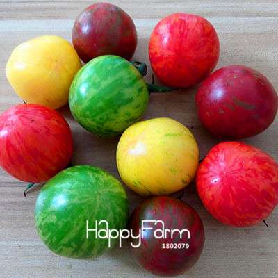 Giant Tomato Seeds for Home Garden - Sweet Pumpkin Tomato, Balcony & Container Planting
