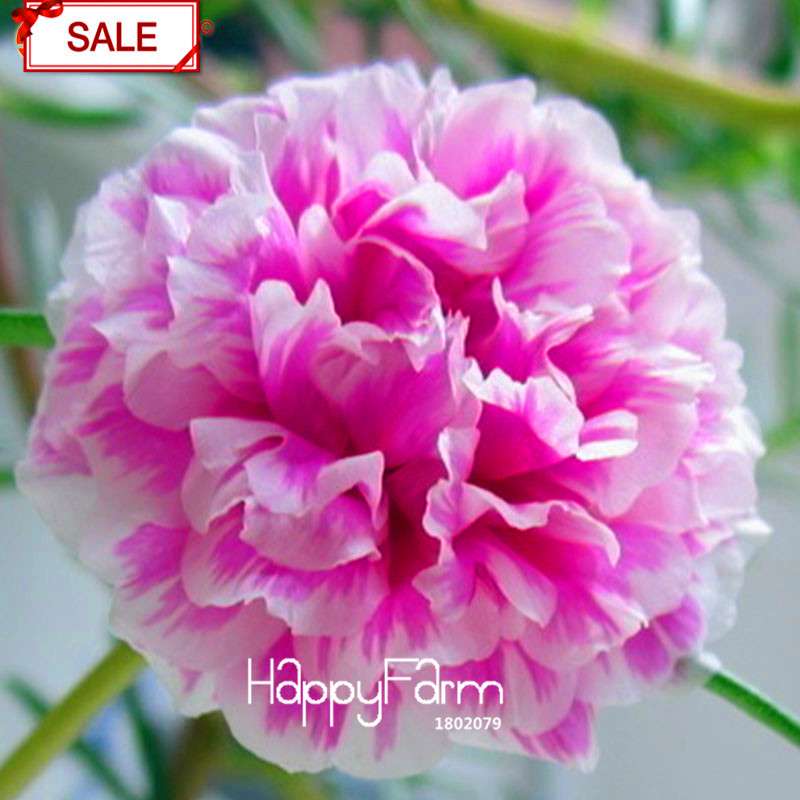 Koshiro Sunflower Portulaca Seeds - Vibrant Grandiflora Flowers for Garden & Containers
