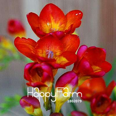 Premium Purple Freesia Seeds - Vibrant Orchid-Like Blooms for Home Garden