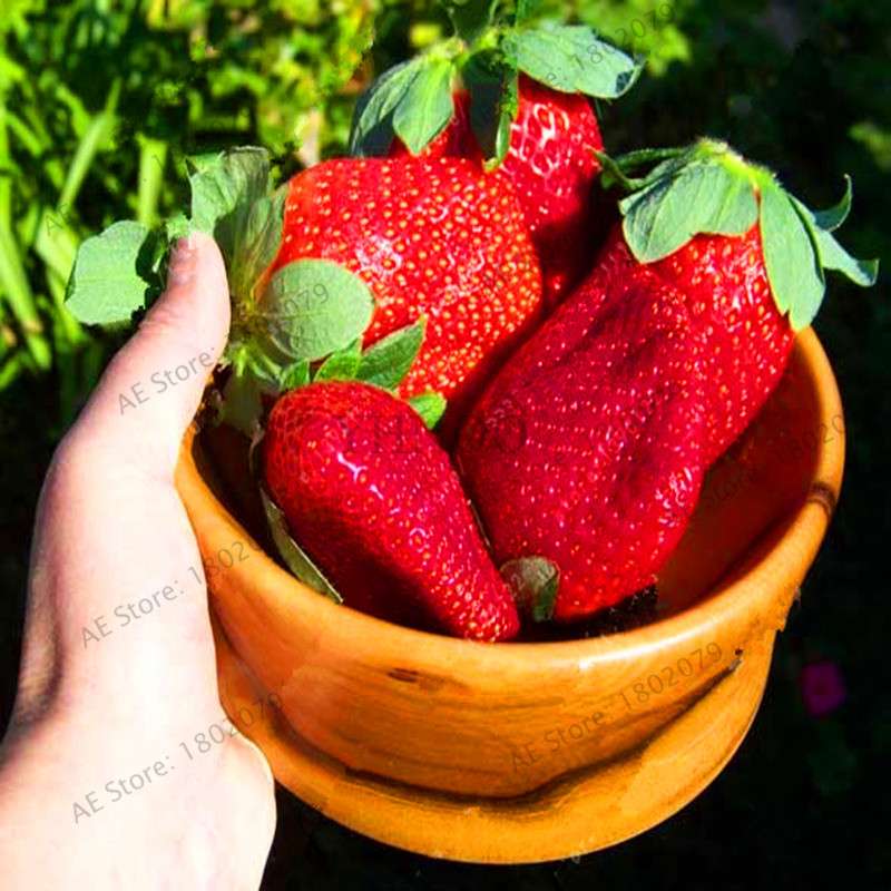 Giant Strawberry Seeds - Organic, Non-GMO, Sweet Fruit for Home Garden Planting | Bonsai Pot Friendly
