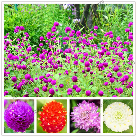 Rare Mini Gomphrena Globosa Seeds - Vibrant Perennial Flowers for Garden & Bonsai