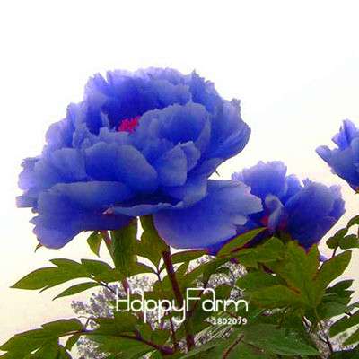 Yellow Peony Seeds for Planting - Potted Bonsai Flower Seeds for Home Garden