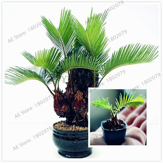 Potted Cycas Seeds - Air Purifying Cycad Tree for Home & Garden - 100% True Seeds
