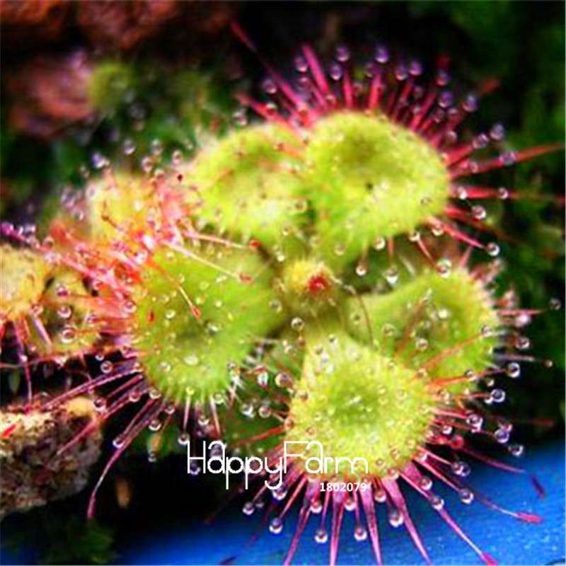 Sundew Seeds - Rare Carnivorous Bonsai Plants, Fresh & Novelty Garden Seeds for Home Gardening