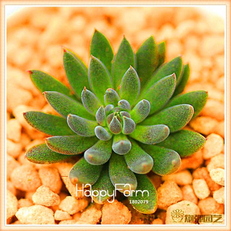 Lithops Seeds - 99 Varieties, Succulent & Bonsai Plants for Office - Fast Shipping & High Germination Rate