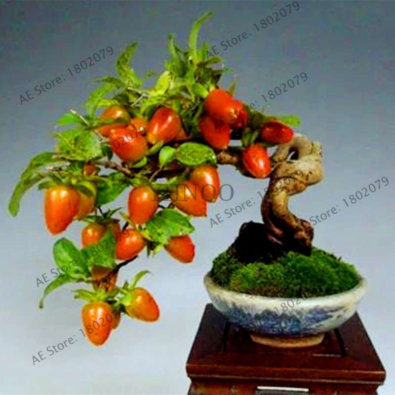 Spicy Chili Pepper Bonsai Seeds - Edible, Ornamental, Perennial Plant for Home & Garden