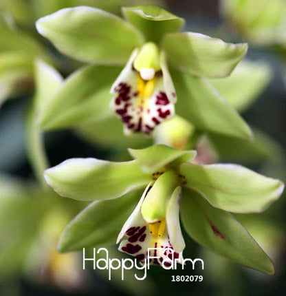 Green Cymbidium Orchid Seeds - Elegant Flowering Plant for Garden, | Rare & Ornamental