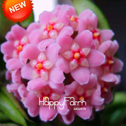 Rare Hoya Carnosa Orchid Seeds - Home Bonsai Flower Seeds for Planting