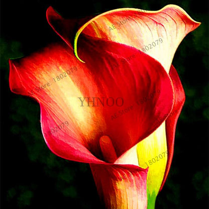 Calla Lily Seeds - Rare Perennial Bonsai Plant for Home, Garden & Wedding Bouquets | Gift Flowers