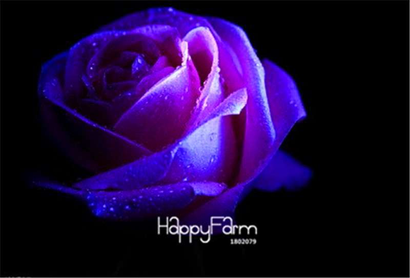 Rose Flower Seeds - Perennial, Easy to Grow, Blooms All Seasons - Planting Guide Included