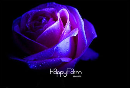 Rose Flower Seeds - Perennial, Easy to Grow, Blooms All Seasons - Planting Guide Included