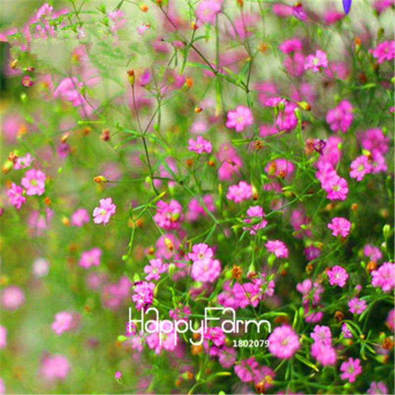 Starry Flower Seeds - Easy-Grow Indoor Potted Plants for Spring & Winter | Fast Shipping
