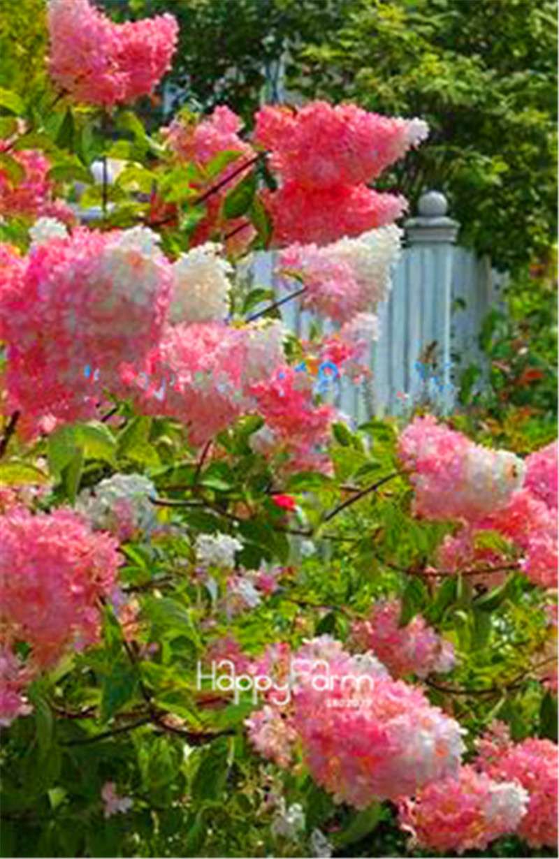 Japanese Bonsai Lilac Flower Seeds - DIY Home Garden Planting Kit for Indoor/Outdoor