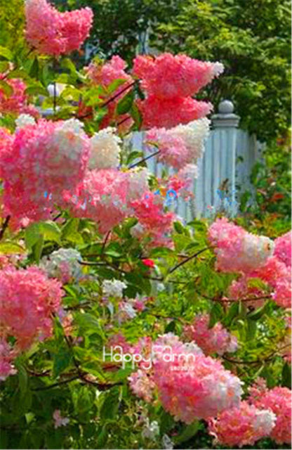 Japanese Bonsai Lilac Flower Seeds - DIY Home Garden Planting Kit for Indoor/Outdoor
