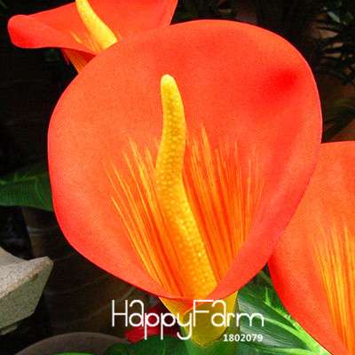 18 Color Rare Calla Lily Seeds - High Germination Rate, Fast US Shipping