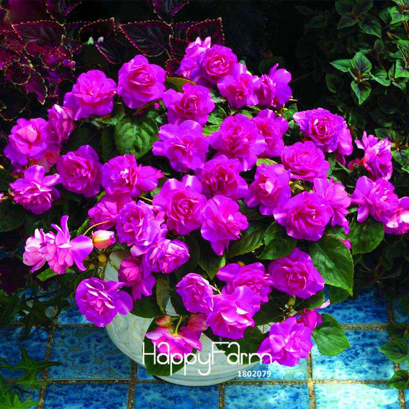 Purple Geranium Seeds - Elegant Perennial Flowers for Indoor & Outdoor Gardening
