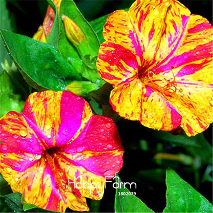18 Varieties Jasmine Seeds - Fragrant & Ornamental Flowers for Garden Planting, Chinese Charm