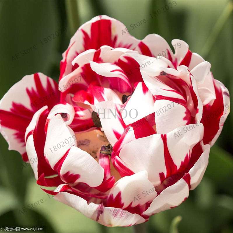 Rare Double Tulip Bulbs (Not Seeds) - 24 Colors, Fresh Flower Bulbs for Planting - Fast Shipping
