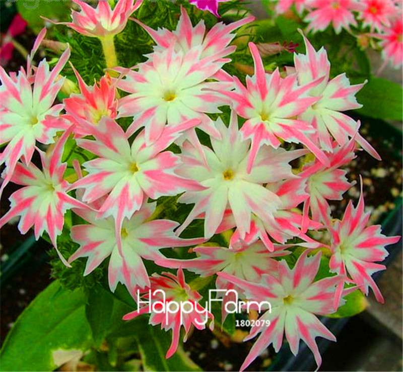 Phlox Drummondii Seeds - Twinkle Star Flower for Home & Garden | Fast-Growing, Vibrant Blooms
