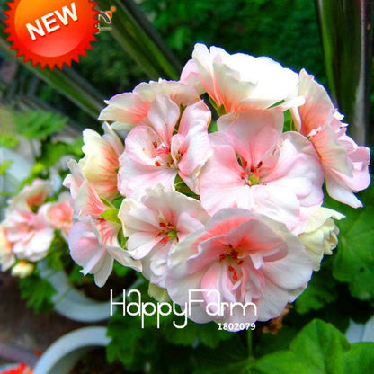 Pale Pink White Geranium Seeds - Perennial Pelargonium Peltatum Flower Seeds for Planting