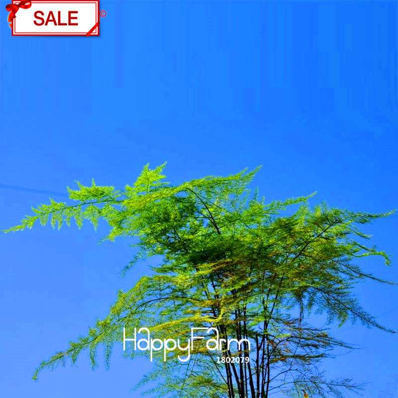 Asparagus Setaceus Seeds - Lucky Bamboo for Home, Pots & Indoor Plants