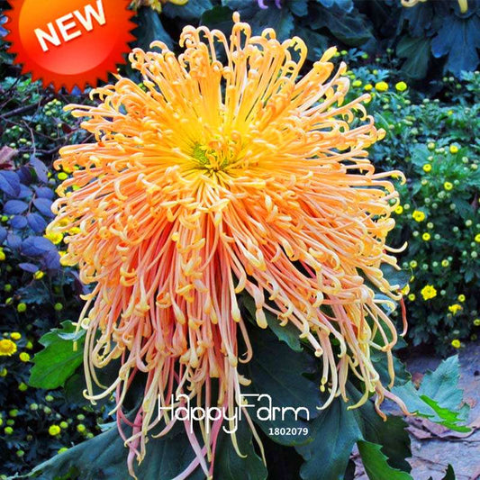 Rare Fireworks Orange Chrysanthemum Seeds - DIY Garden Flowers for Planting, Gifting & Home Decor