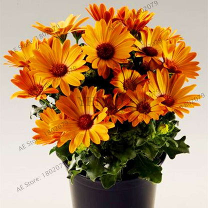 African Blue Eyed Daisy Seeds - Osteospermum Bonsai Flower Seeds for Home Garden & Potted Plants