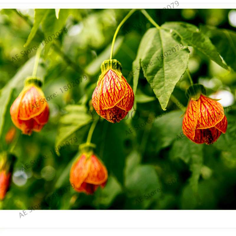Mixed Color Lantern Flower Seeds - Fuchsia Hybrida Perennial Bonsai Plant for Home & Garden