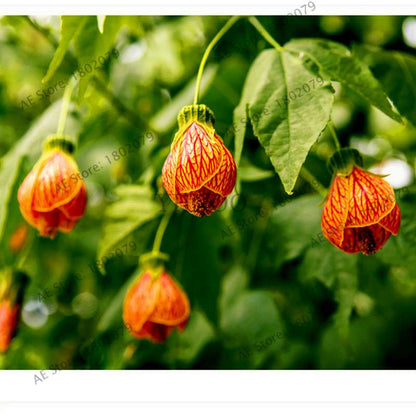 Mixed Color Lantern Flower Seeds - Fuchsia Hybrida Perennial Bonsai Plant for Home & Garden