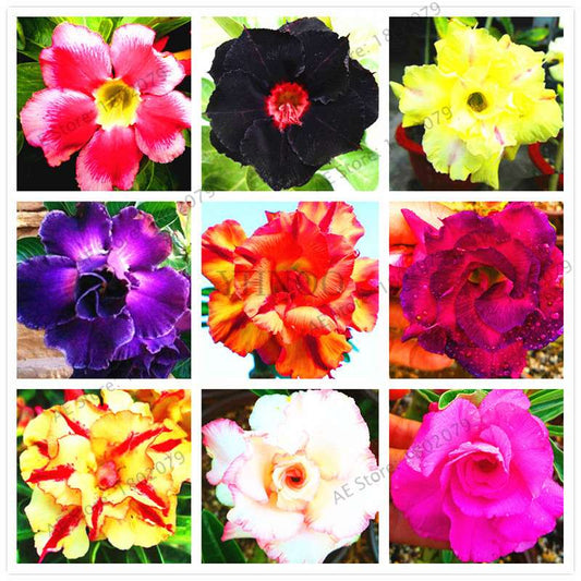 Exotic Mixed Colors Desert Rose Seeds - Fire Red Heart Bonsai, for Home Garden