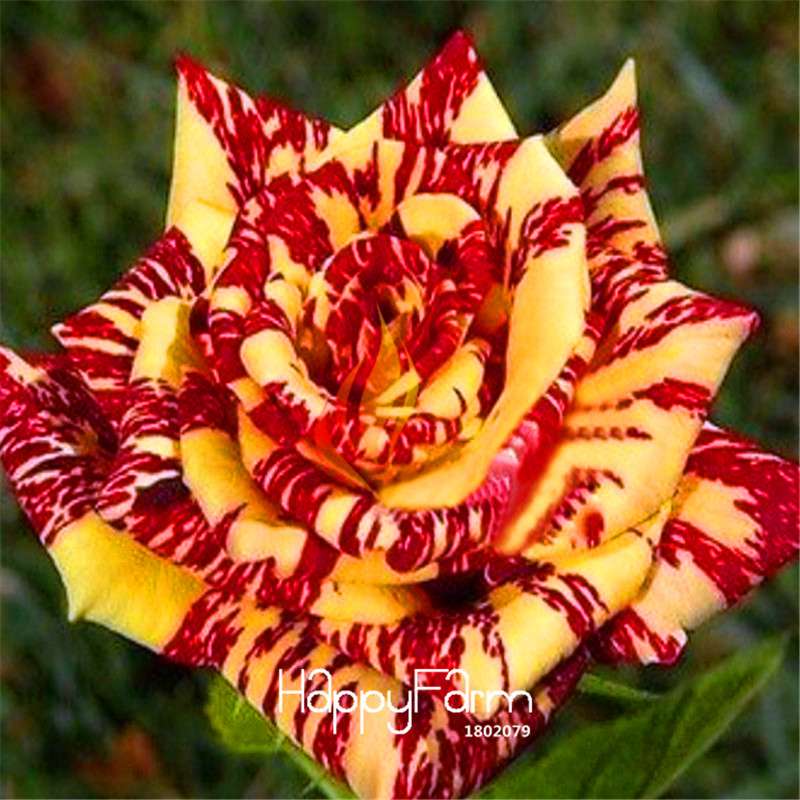 Rare Stripe Rose Seeds - Exotic Garden Bonsai, Beautiful Blooming Potted Plant for Home & Outdoors