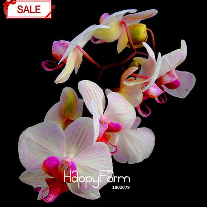 White Phalaenopsis Orchid Seeds - Perennial Potted Flowering Plants for Home & Garden
