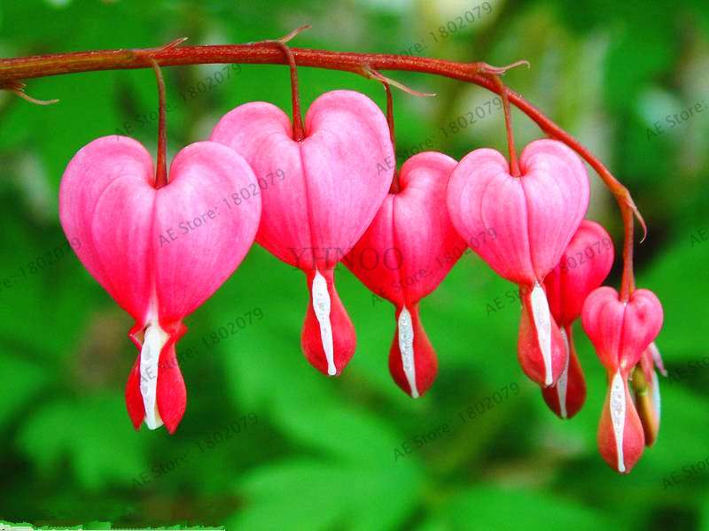 Bleeding Heart Seeds (Dicentra Spectabilis) - Orchid Seeds for Pots & Cottage Gardens