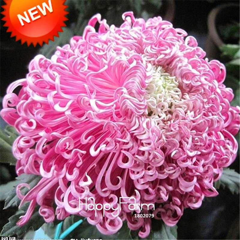 Orange Chrysanthemum Fireworks Flower Seeds - Bonsai Balcony Garden, Fast Shipping USA