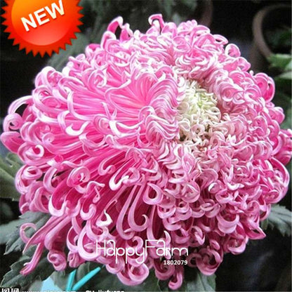 Orange Chrysanthemum Fireworks Flower Seeds - Bonsai Balcony Garden, Fast Shipping USA