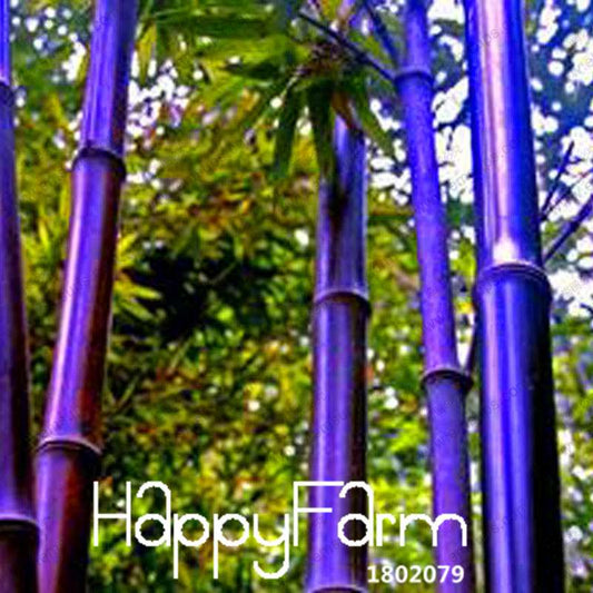 Purple Timor Bamboo Seeds (Bambusa) - Exotic Black Bamboo for Gardens, Fast US Shipping