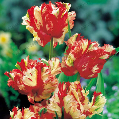 Rare Double Tulip Bulbs (Not Seeds) - 24 Colors, Fresh Flower Bulbs for Planting - Fast Shipping