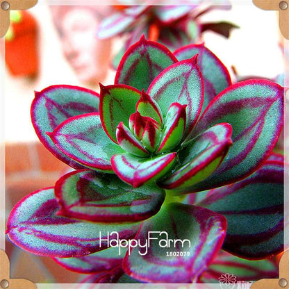 Rare Succulents Seeds - 99 Varieties, Lithops & Bonsai Plants for Office & Home