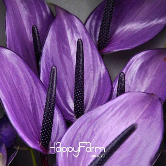 Rare Purple Andraeanum Flower Seeds - DIY Home Garden, Balcony & Potted Plants - USA Grown