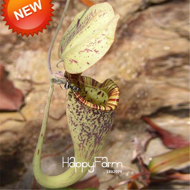 Carnivorous Nepenthes Seeds - Mosquito Eating Plant for Bonsai & Garden - Rare Insectivorous Variety