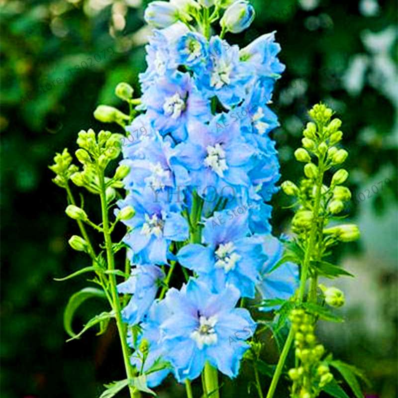 Mixed Color Larkspur Seeds - Rocket Larkspur (Consolida Ajacis) for Home Garden Planting