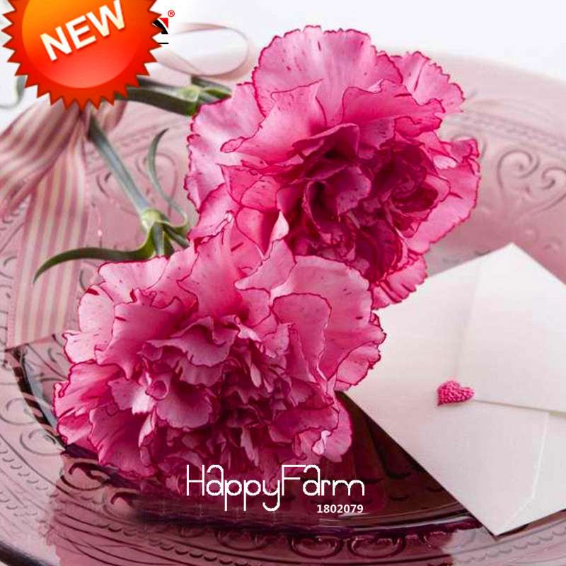Light Red Edge Carnation Seeds - Potted Dianthus Caryophyllus for Garden, Courtyard | Fresh Flower Seeds