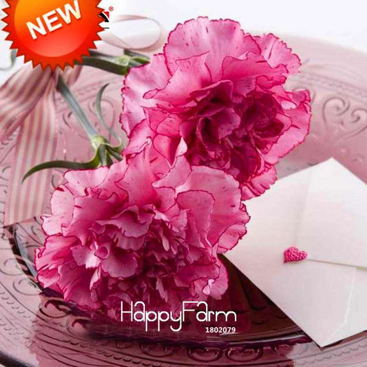 Light Red Edge Carnation Seeds - Potted Dianthus Caryophyllus for Garden, Courtyard | Fresh Flower Seeds