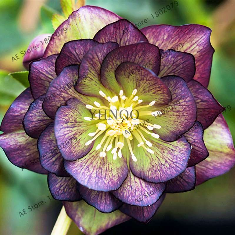 Christmas Rose Seeds (Helleborus Niger) - for Home, Courtyard & Bonsai Planting | Novelty Plant Gift