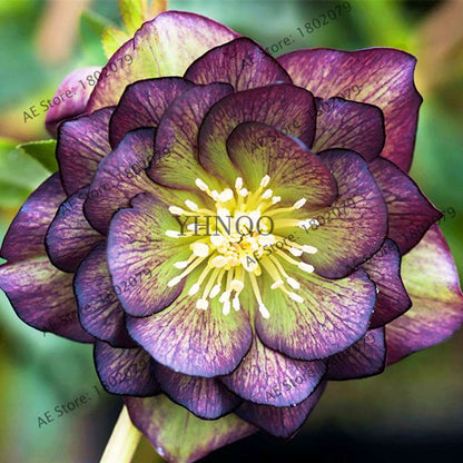 Christmas Rose Seeds (Helleborus Niger) - for Home, Courtyard & Bonsai Planting | Novelty Plant Gift