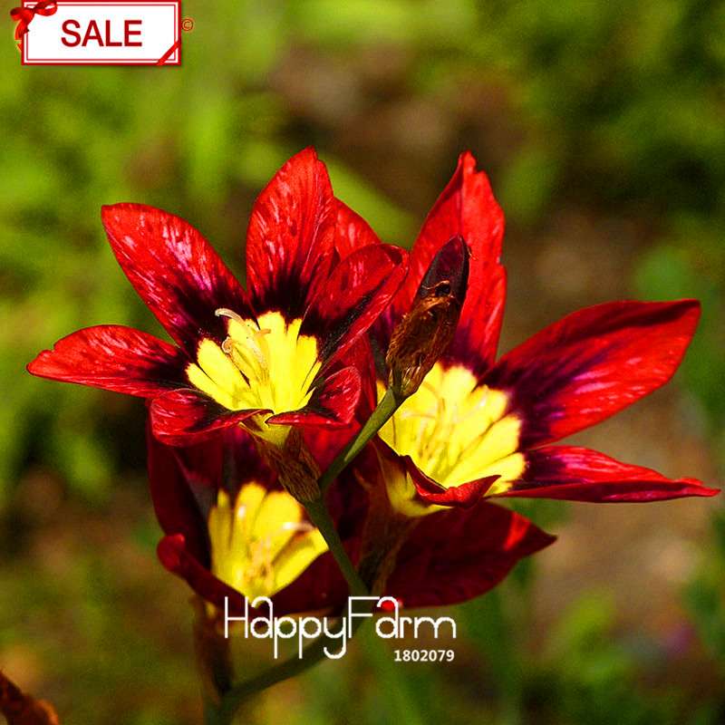 Red Sparaxis Tricolor Rose Flower Seeds - for Balcony Potted Flowers | USA Garden