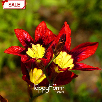 Red Sparaxis Tricolor Rose Flower Seeds - for Balcony Potted Flowers | USA Garden