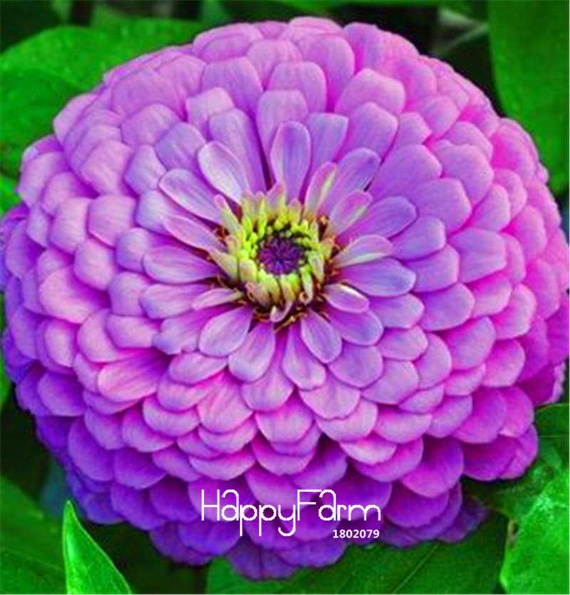 Premium Zinnia Seeds Mix - 24 Varieties, - Rare Colorful Flowers for Indoor & Outdoor Gardens