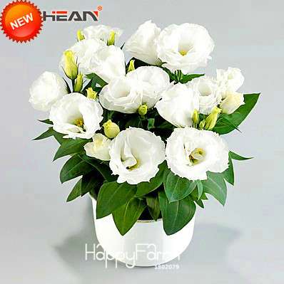 Premium White Eustoma Seeds - Perennial Lisianthus Flowers for Balcony & Pots | USA Garden