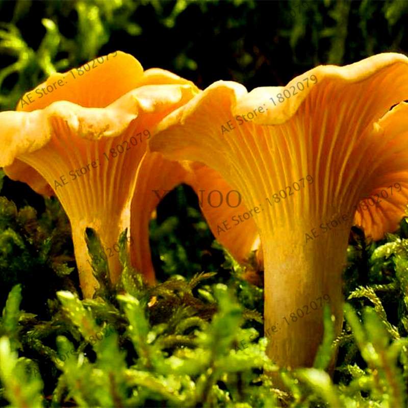 Edible Mushroom Seeds for Planting - Organic Healthy Succulent Vegetable Seeds for Happy Farm & Home Garden